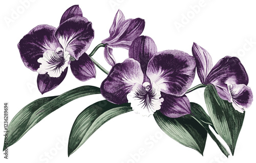 Vintage engraving style orchid, deep purple and white blooms, green leaves, detailed illustration