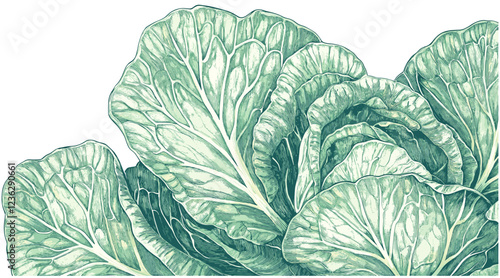 1960s cabbage vintage illustration, intricate soft green leaves, aged textures, detailed botanical print, retro plant art, classic cabbage design, antique foliage drawing