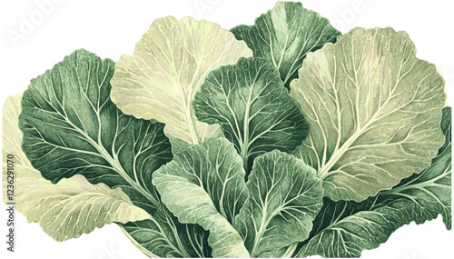 1960s cabbage with soft green leaves, intricate vintage engraving, aged textures, retro botanical illustration, detailed foliage, classic plant art, antique cabbage print