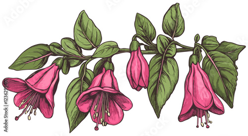 Fotografia Vibrant pink blooms of 1980s fuchsia, green leaves, old-world sketchy engraving,