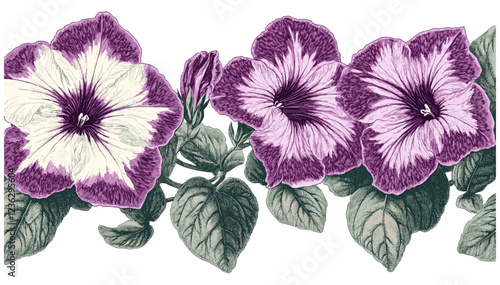 Bright purple and white 1980s Petunia blooms with lush green leaves, captured in sketchy engraving style, floral design, vintage garden, plant illustration, botanical art, flower sketch