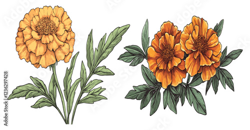 1990s Marigold, nostalgic floral sketch, bright orange petals, green foliage, vintage engraving, botanical art, retro illustration.