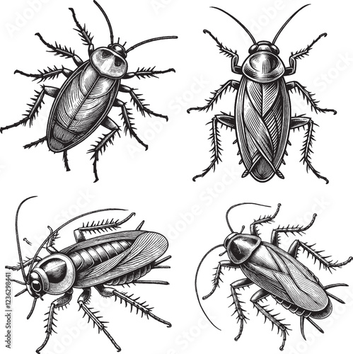 "Intricate Black and White Cockroach Illustrations"