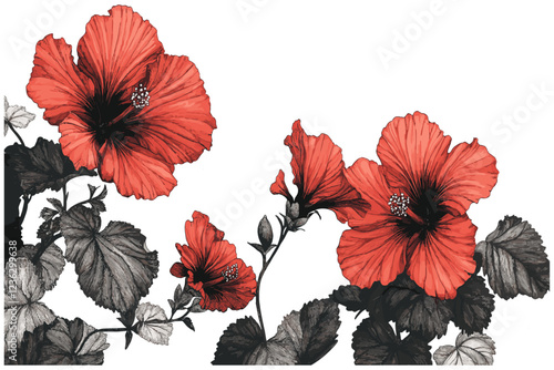 2005 Hibiscus featuring bright red flowers and dark green leaves, rendered in a detailed, sketchy engraving style