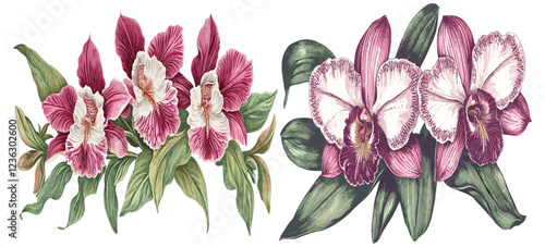 Deep pink and white 2025 Orchid flowers in an intricate engraving style, featuring detailed fine work and green leaves