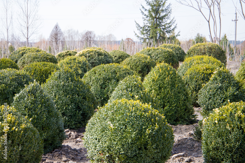 Obraz premium Cultivation of ornamental shrubs boxwood in the spring garden.