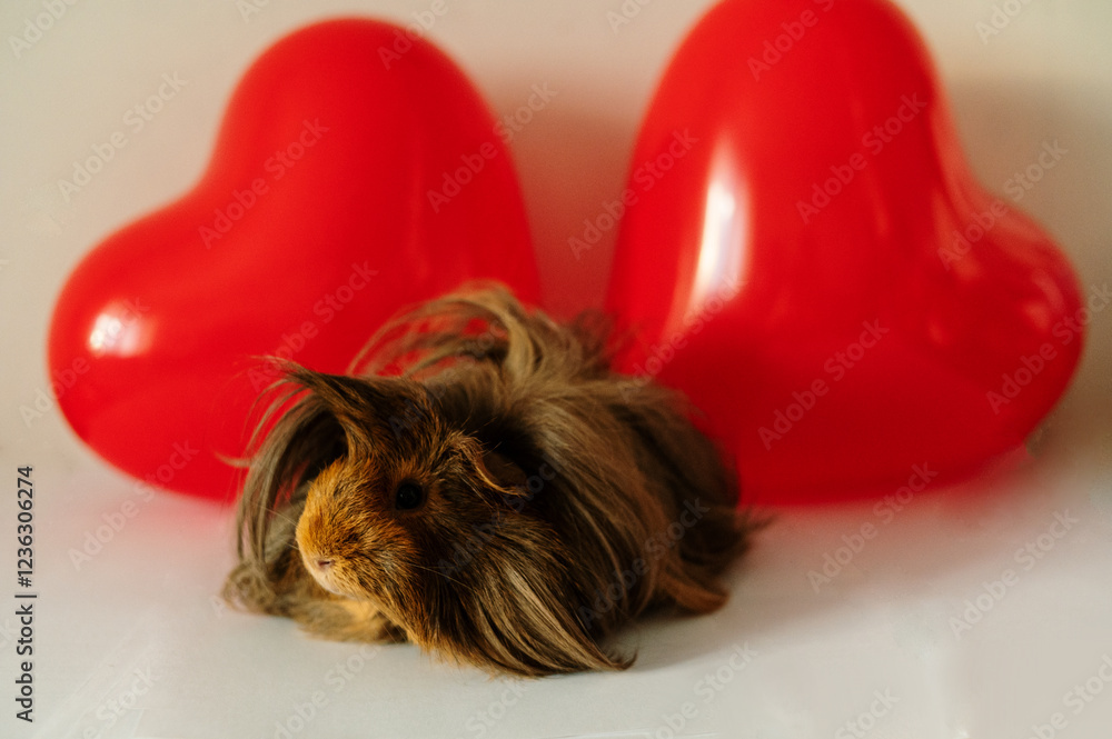 Peruvian guinea pig next to red heart-shaped balloons. Valentine's Day greeting card. Preparation for holiday, thematic decorations for Valentine's Day. Pet care. Veterinary medicine. Rodent at home Peruvian guinea pig next to red heart-shaped balloons. Valentine's Day greeting card. Preparation for holiday, thematic decorations for Valentine's Day. Pet care. Veterinary medicine. Rodent at home