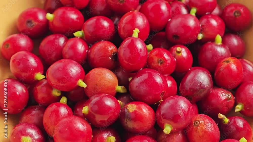 Fresh red coffee beans from the garden Fresh red coffee beans from the garden