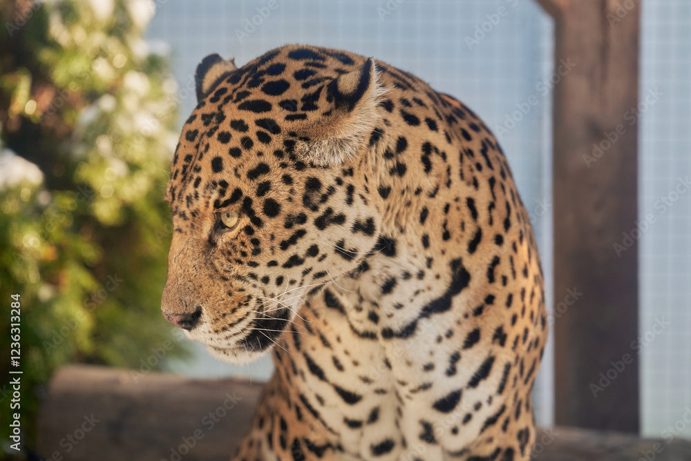 Portrait of a jaguar, Panthera Onca Portrait of a jaguar, Panthera Onca