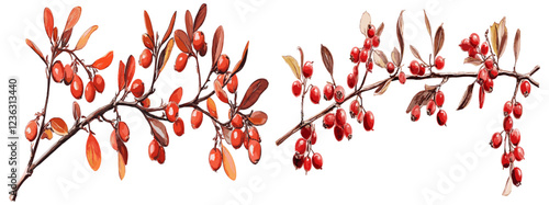 Bright red berries on an antique barberry branch, a perfect design element for creating sophisticated and festive botanical illustrations that enhance your holiday and vintage-themed designs.