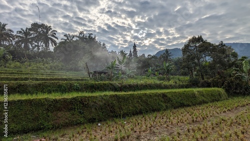 Java, Indonesien, Puncak, 