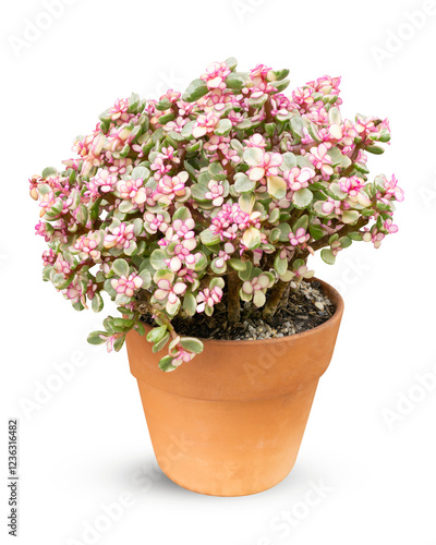 Wallpaper Mural A potted Portulacaria afra, also known as the Elephant Bush or Dwarf Jade, showcasing its vibrant pink and green variegated leaves, isolated against a white background. Torontodigital.ca