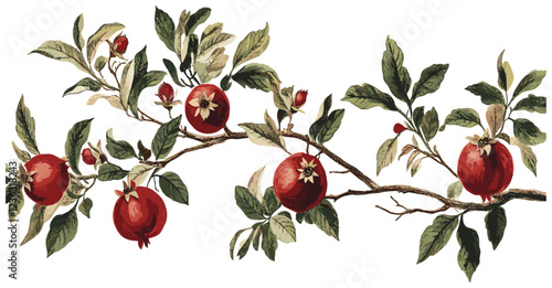 Antique botanical drawing of a pomegranate tree