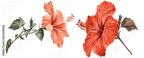 Detailed petal features of a red hibiscus flower in antique botanical style, perfect for creating vintage-inspired festive designs and holiday decorations.