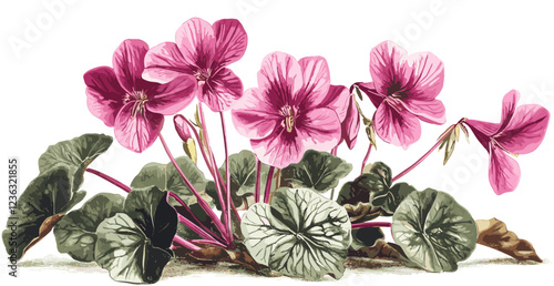 Antique botanical illustration of cyclamen flower in rich pink tones, perfect for vintage winter decor, bringing elegance to your holiday setting.