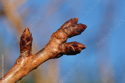 Billede på lærred Tree branch with dormant buds preparing for spring growth.