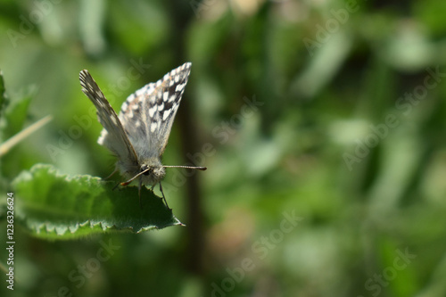 Wallpaper Mural butterfly on a green leaf Torontodigital.ca