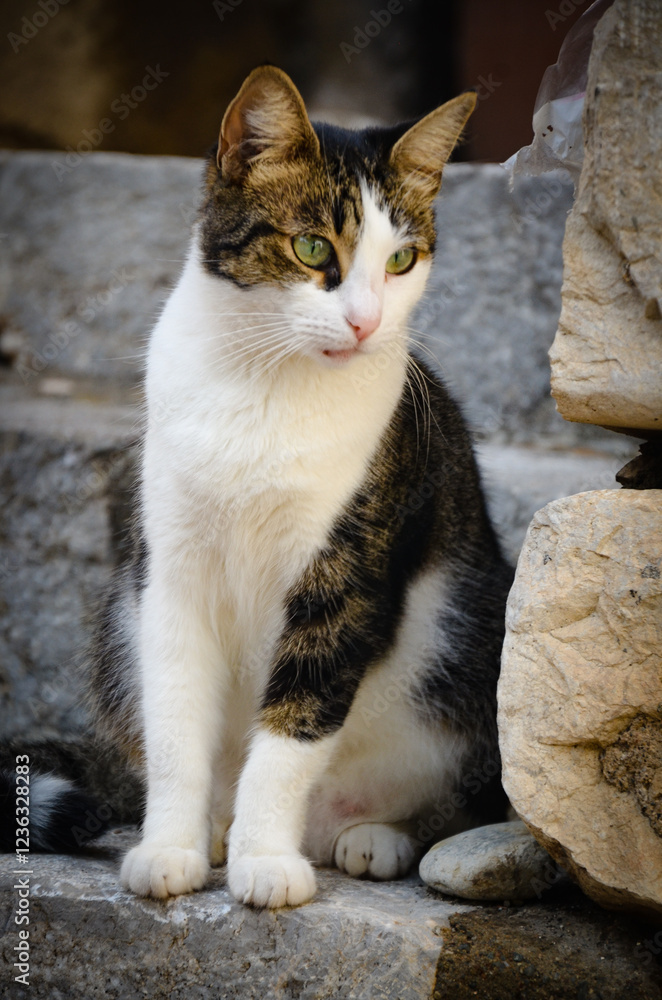 White and gray cat on the street in Taormina, Sicily White and gray cat on the street in Taormina, Sicily