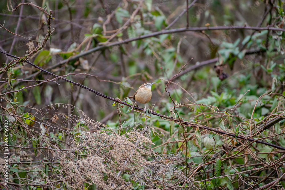 Carolina Wren