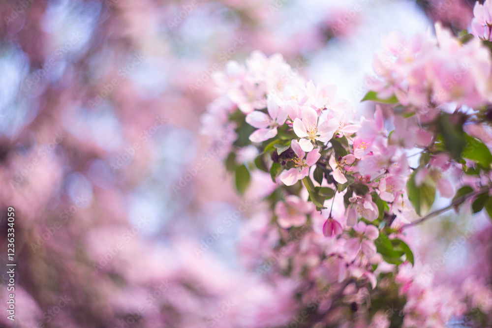 delicate pink blossom stands out against a blurred background of similar flowers, creating a dreamy delicate pink blossom stands out against a blurred background of similar flowers, creating a dreamy