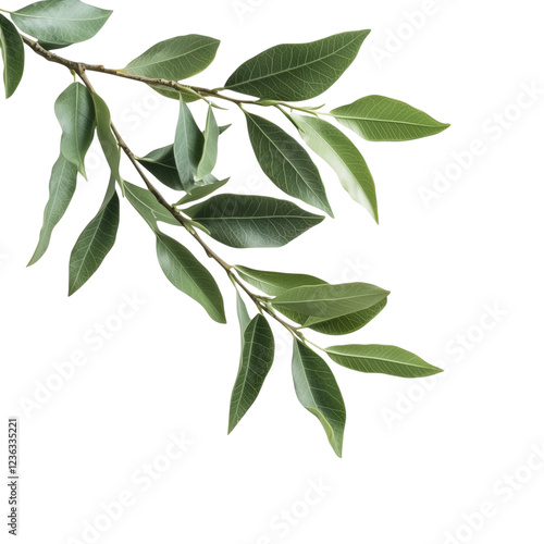 Realistic Botanical Green Leaf Branch with Natural Details