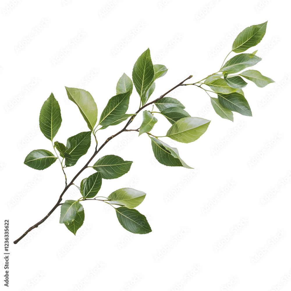 Fototapeta premium Realistic Botanical Green Leaf Branch with Natural Details