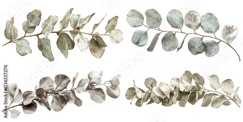 Antique Monochrome Dried Eucalyptus Leaves with Faded Green Hues, Rustic Decor and Vintage Style, Nature Inspired