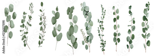 Artistic and sophisticated collage design featuring eucalyptus branches with fresh green leaves, beautifully arranged against a clean and bright white background