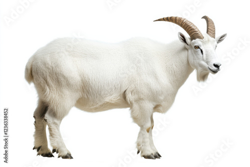 Mountain goat with impressive horns on a white background, capturing rugged elegance