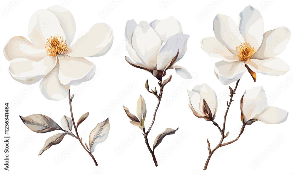 Naklejka premium Watercolor floral illustration of white magnolia flowers, hand-drawn for greeting cards, invitations, and print designs, isolated on white.
