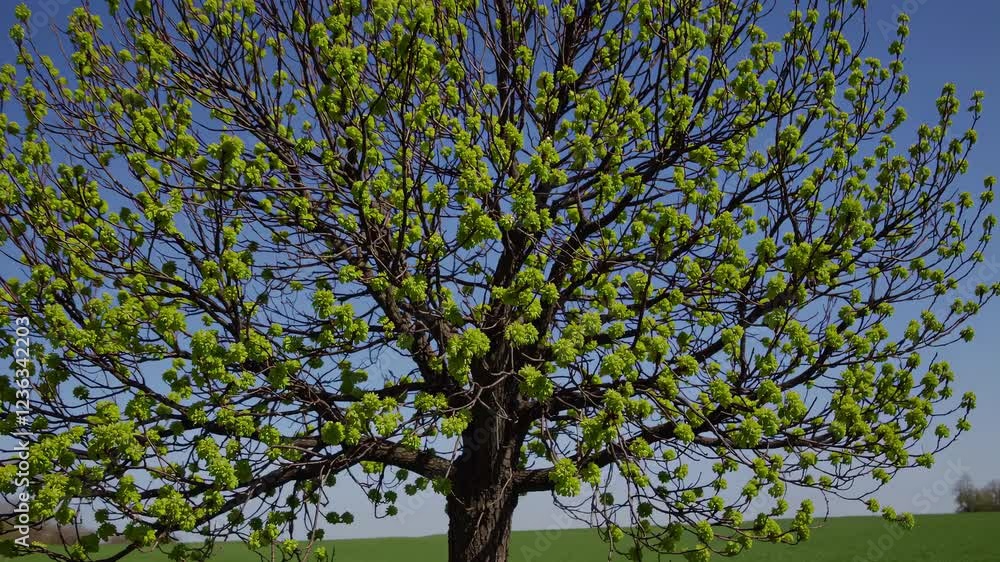 tree with fresh green buds sprouting on its branches, standing against a bright blue sky in a lush open field. tree with fresh green buds sprouting on its branches, standing against a bright blue sky in a lush open field.