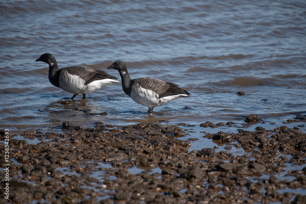 Brant Brant