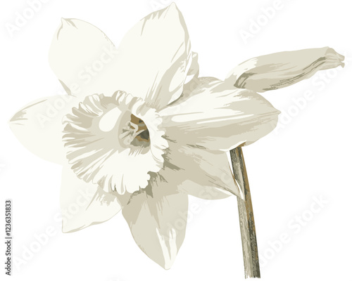 Winter-inspired vintage botanical drawing of a paperwhite narcissus flower, showcasing soft white tones to bring a peaceful and seasonal charm to any space.
