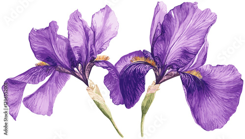 Vintage purple iris flower, with intricate petal details, ideal for elegant design concepts that emphasize beauty, nature, and refined artistic expressions, perfect for any vintage-inspired project.