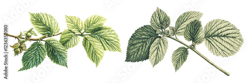 Old botanical drawing of raspberry leaf, soft green tones, ideal for winter flavors and vintage-inspired botanical illustrations.