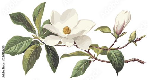 Soft white magnolia flower illustration with lush green leaves, vintage Christmas theme, elegant botanical design for holiday décor.