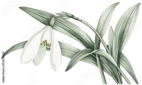 Snowdrop flower botanical illustration in soft white and green, detailed with intricate leaves, a beautiful vintage floral art piece capturing nature’s most graceful features
