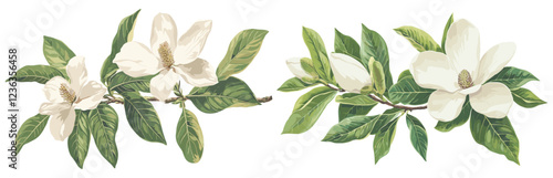Christmas-themed vintage botanical magnolia illustration with soft white petals, lush green leaves, great for holiday décor.