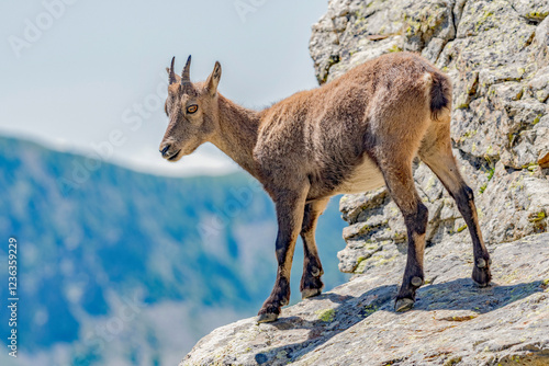 Jeune bouquetin perché dans un massif des Alpes