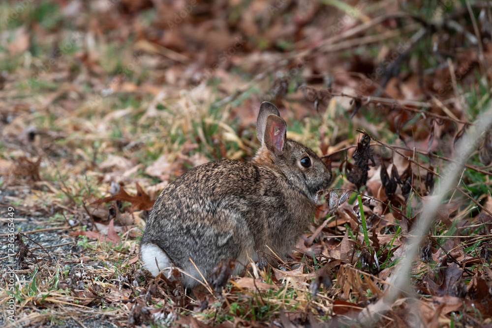 Fototapeta premium Eastern Cottontail Rabbit