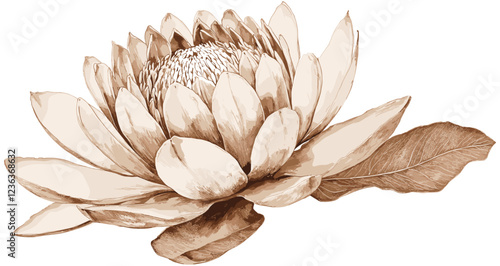 Photos Soft Edges in Sepia-Toned Vintage Art, Intricate Botanical Drawing of Protea Flo