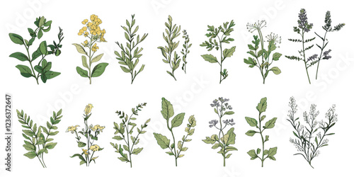 Intricate hand-drawn botanical collection of healing plants, isolated medical herbs with detailed contours to capture nature’s therapeutic essence