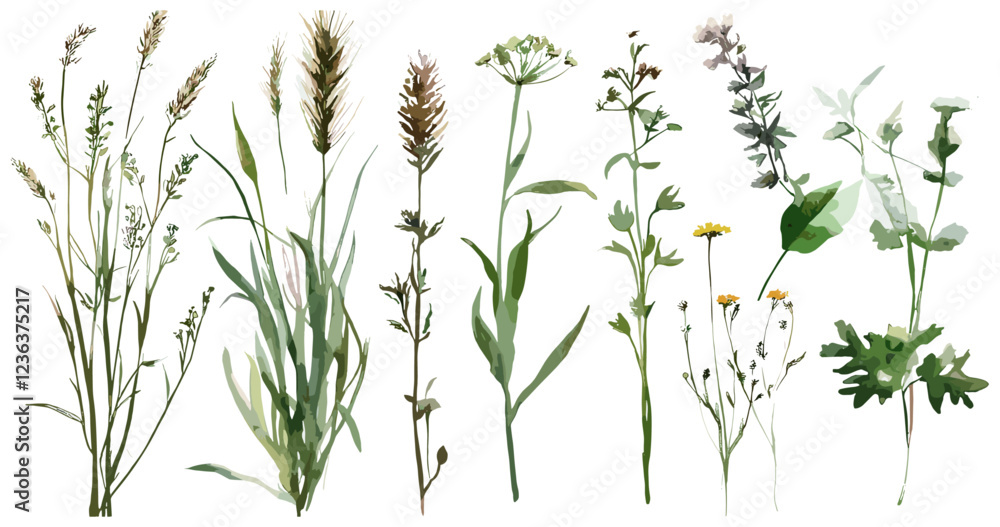 Fototapeta premium Watercolor field plants set, showcasing a variety of grasses and fine details, all isolated against a white background to evoke a peaceful, nature-inspired aesthetic perfect for botanical illustration
