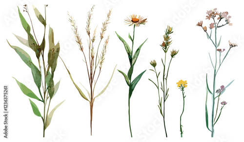 Meadow plants hand drawn illustration, watercolor botanical flowers, isolated grass, white background