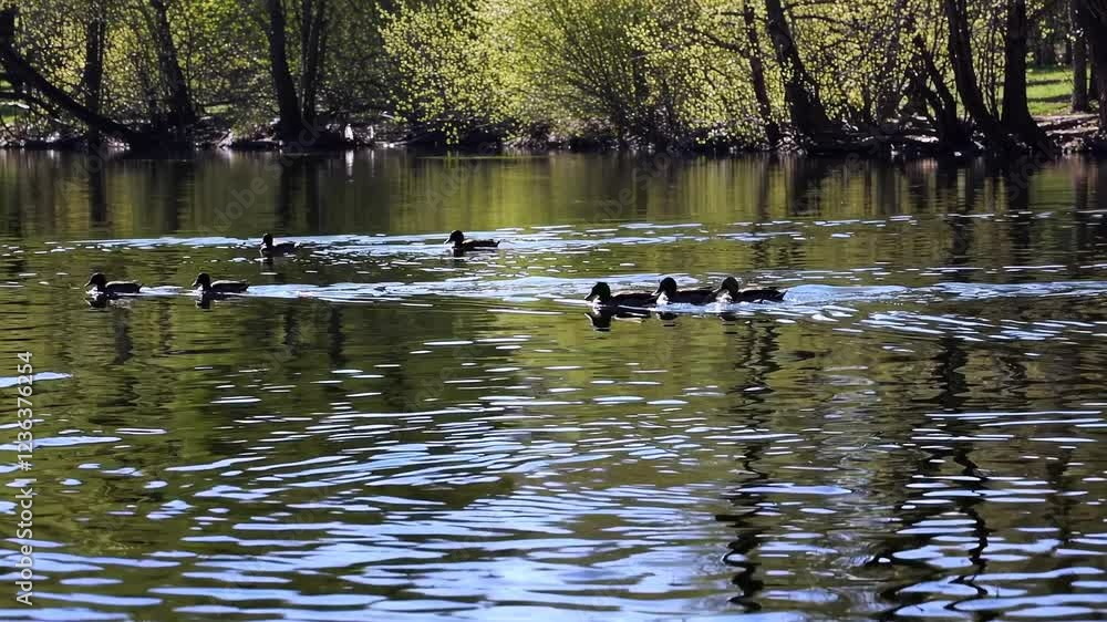group of ducks swimming across a calm lake, creating ripples in the water, surrounded by lush green reflections group of ducks swimming across a calm lake, creating ripples in the water, surrounded by lush green reflections