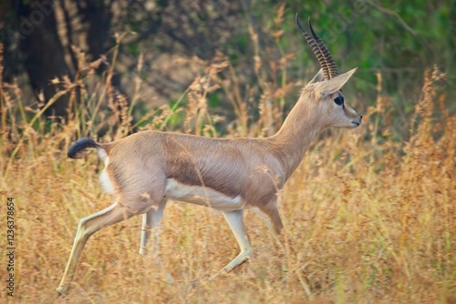 Chinkara trotting trough the grassland 