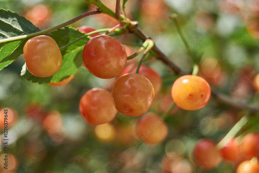 Cherry fruits on a background of blue sky and green leaves. The cherry is ripening in the garden. Cherry fruits on a background of blue sky and green leaves. The cherry is ripening in the garden.