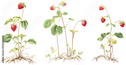 Wallpaper Mural Soft natural tones in vintage botanical art of a strawberry plant with ripe red berries, green leaves, white blossoms, fruit decor Torontodigital.ca