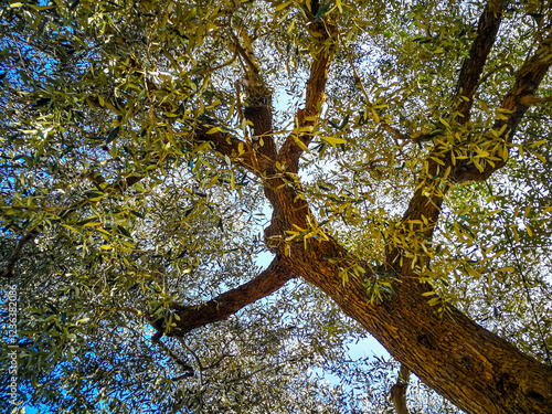 Olive tree seen from bottom to top
