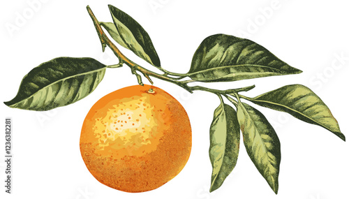 A stunning vintage botanical illustration of sweet orange with green leaves, designed to infuse your home with the spirit of winter flavors and create an inviting, seasonal atmosphere.